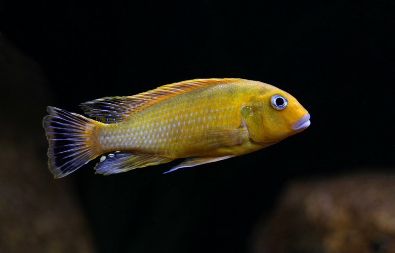Pseudotropheus sp. 'williamsi north' Makonde